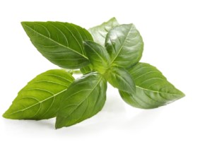 Fresh Basil