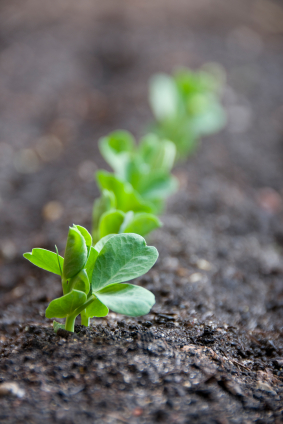 istock_000005947442xsmall