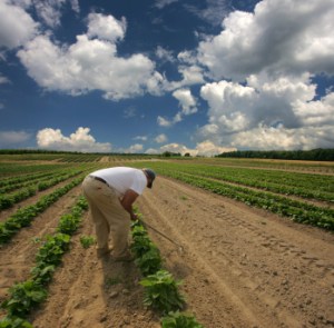 A farmer tends to his crops