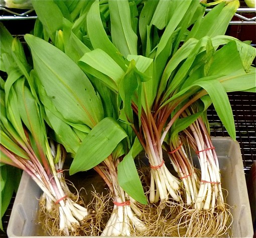 Wild Leeks - also known as ramps - at the market