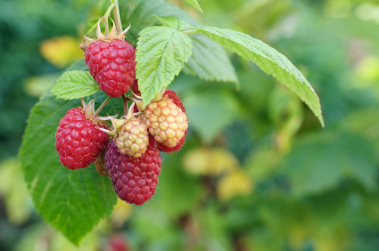 iStock_000001820125XSmall